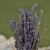 DSC_0550.JPG