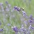 DSC_0390.JPG