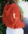 IMG_7531.jpeg